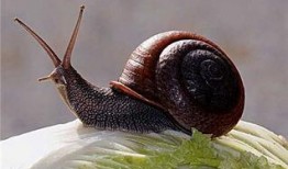 蜗牛吃梨瓜吗怎么吃的