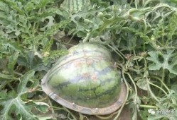 是叫做吃瓜群众