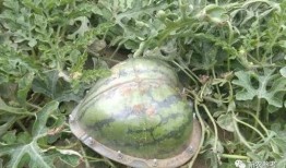 是叫做吃瓜群众