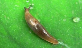 呆瓜叶子可以吃吗,探索呆瓜叶子的食用价值与食用方法