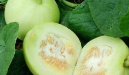 减肥可以吃的瓜,减肥期间的理想瓜果选择指南