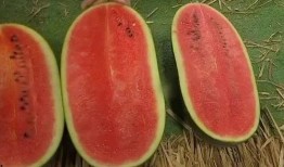 性价比最高的吃瓜,揭秘最接地气的吃瓜攻略