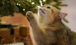 飞鼠吃不吃莫斯瓜,揭秘飞鼠的饮食习惯