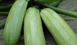 月吃月瓜,共赏人间美好时光