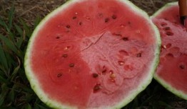 广应科吃瓜,揭秘校园热点事件背后的真相