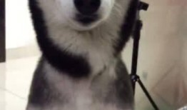 吃豆子瓜的小鸟,探寻自然界的趣味奇观