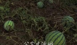 吃瓜群众爆大瓜