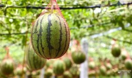 林州姚村吃瓜,林州姚村特色吃瓜体验之旅