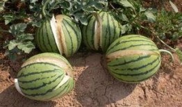 黑料不打样吃瓜,黑料不打样，吃瓜群众如何辨别真相？