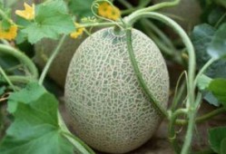 吃哈密瓜可以吃酸奶吗