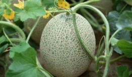 吃哈密瓜可以吃酸奶吗