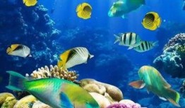 海底安琪吃瓜,海底安琪的奇幻瓜界冒险