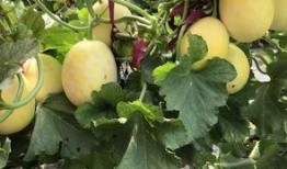 界首最新吃瓜事件,真相竟如此惊人！