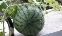 梦里云里吃瓜,一场奇幻的云端美食之旅