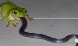 蛇佛吃瓜视频,揭秘神秘生物的趣味食性