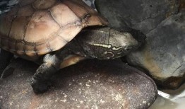 草龟吃瓜么,探究它们对瓜类食物的喜爱程度