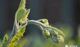 呆瓜叶子可以吃吗,探索呆瓜叶子的食用价值与食用方法