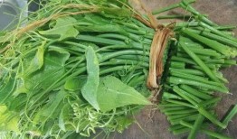 佛手瓜是吃苗还是吃瓜,品味苗香还是瓜韵？