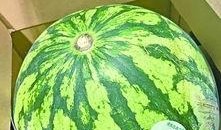 湖北武汉吃瓜,夏日食趣尽享