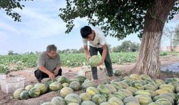 吃瓜 新疆,探寻瓜果飘香的地域风情