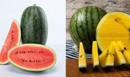 吃20个瓜,尽享20个瓜的甜蜜盛宴