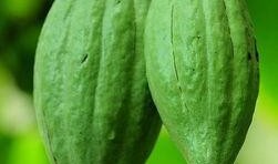 佛手瓜是吃苗还是吃瓜,品味苗香还是瓜韵？