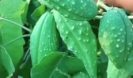 带你吃瓜植物,探寻“带你吃瓜”植物的神奇魅力