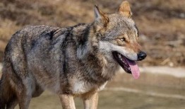 孤狼吃瓜,揭秘娱乐圈背后的秘密与真相