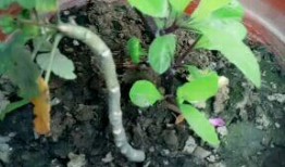 呆瓜叶子可以吃吗,探索呆瓜叶子的食用价值与食用方法