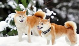 柴犬可以吃白瓜吗吗,白瓜是否适合作为其美食伴侣？