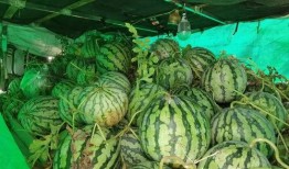 小市民吃瓜,揭秘日常生活中的趣味八卦