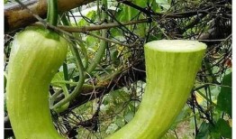 院人吃瓜有几位,揭秘神秘团队背后的故事