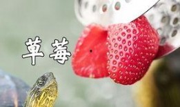 吃瓜污龟,揭秘网络热词背后的趣味与争议