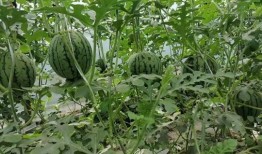 河南中牟吃瓜,探寻河南特色美食之旅