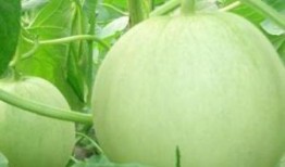 玉瓜孕妇可以吃吗