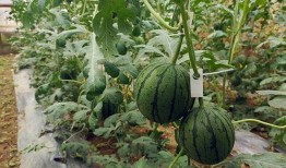 河南中牟吃瓜,探寻河南特色美食之旅