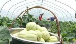 亭林瓜怎么吃,解锁美味新体验