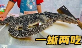 吃瓜蜥蜴视频解说