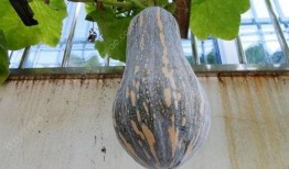 吃茄瓜有什么害处,茄瓜过量食用可能带来的健康隐患