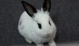 兔子可以吃土瓜吗,兔子适宜食用土瓜吗？营养分析及食用建议