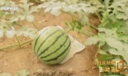 吃瓜 新疆,探寻瓜果飘香的地域风情