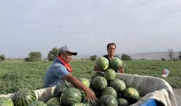 吃瓜qq区呼和浩特,揭秘网络社交的趣味与争议