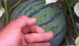 家人们吃不吃瓜,热闹非凡的夏日盛宴