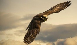 大鹰哥吃瓜,揭秘娱乐圈幕后故事