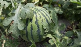 吃瓜投稿细节解析,一场网络舆论的狂欢与反思