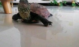 吃瓜污龟,揭秘网络热词背后的趣味与争议