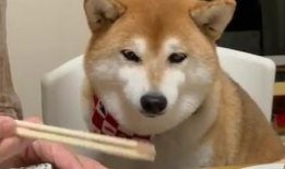 吃瓜柴柴犬,揭秘网红宠物的日常趣事