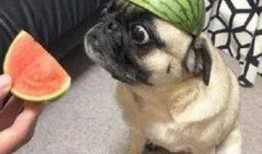 鹞子吃瓜了,一场意外的生态奇观