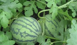 伊然吃瓜全文,揭秘娱乐圈背后的真相与八卦