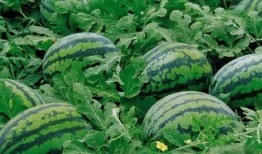 吃瓜应该打什么标签,揭秘“吃瓜群众”背后的标签奥秘